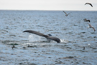 DSC_7417_edited