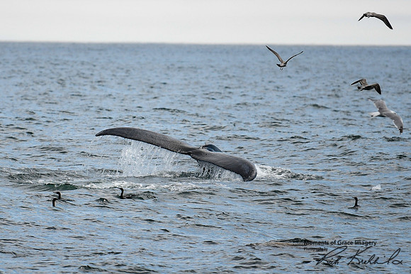 DSC_7417_edited