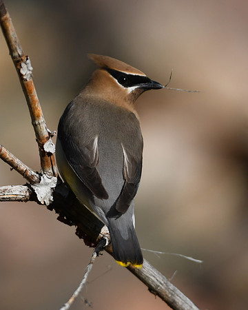 DSC_3068_edited