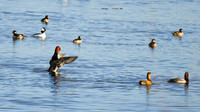 DSC_2070_edited-16x9