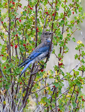 DSC_4918_edited - Juvenile Male Mountain Bluebird on a wax current bush