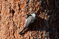 DSC_0230_edited
