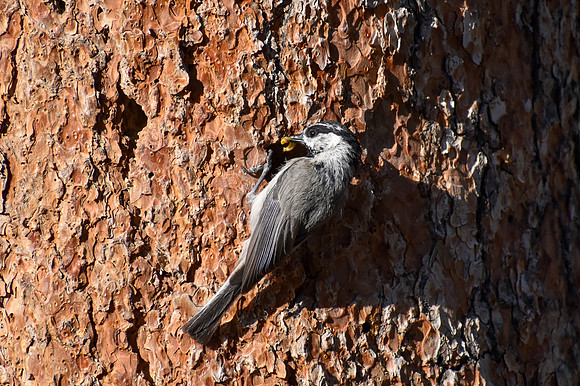 DSC_0230_edited