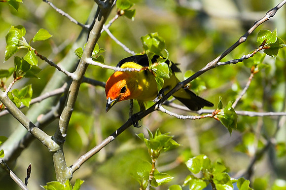 DSC_7556_edited_edited - Western Tanager (Male)