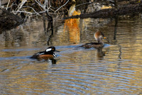 DSC_0149-GK-02-20-22_edited