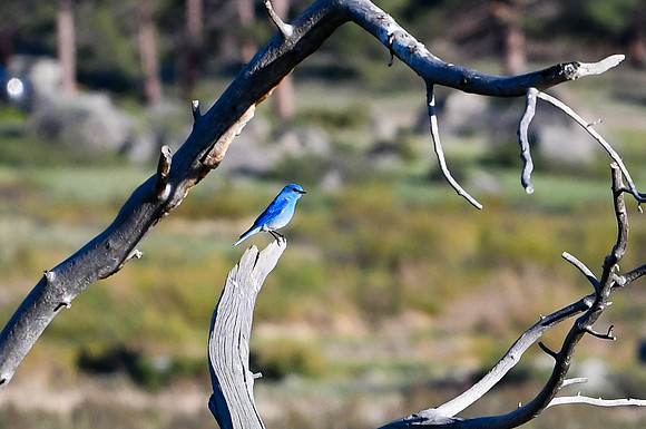 DSC_7699_edited - Mountain Bluebird (Male)