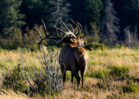 Elk