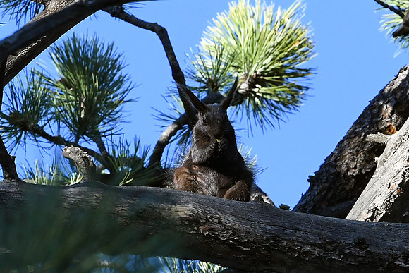 DSC_7672_edited - Abert's Squirrel