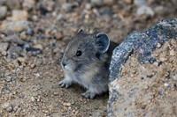 DSC_4866_edited - Peek-a-boo with a baby pika