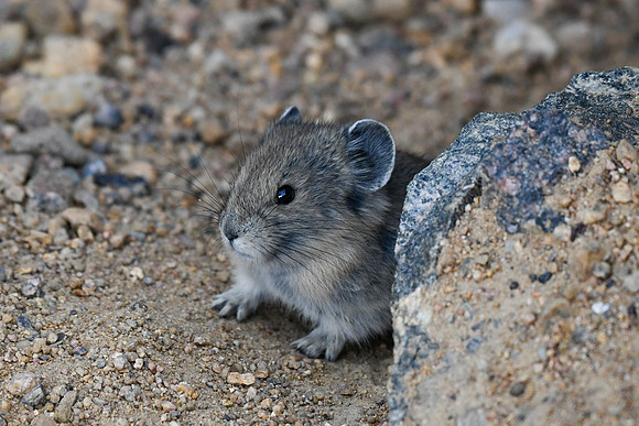 DSC_4866_edited - Peek-a-boo with a baby pika