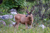 2024-07-27 - RMNP
