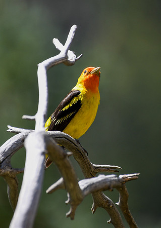 DSC_5004_edited - Western Tanager