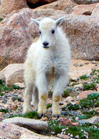 2017-07 -Mountain Goat_edited