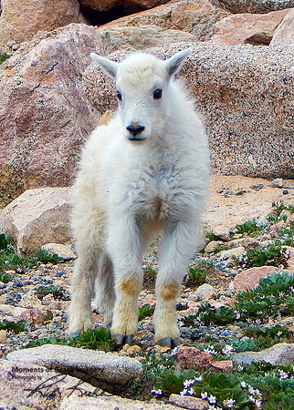 2017-07 -Mountain Goat_edited