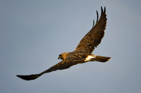 DSC_5881_edited-2 - Swainsen's Hawk