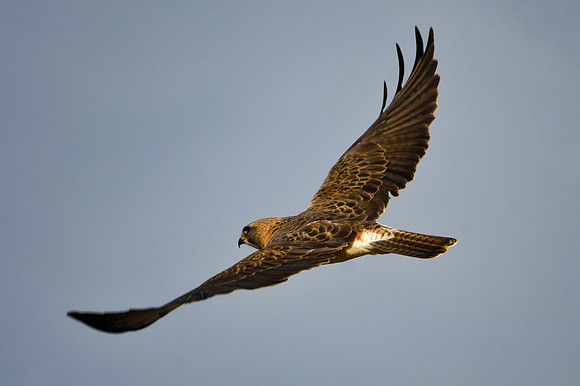 DSC_5881_edited-2 - Swainsen's Hawk