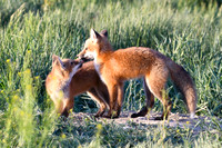 DSC_5436_edited