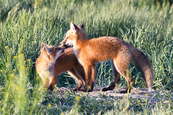 DSC_5436_edited