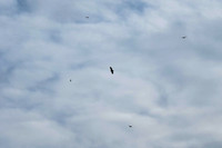 DSC_3932_edited