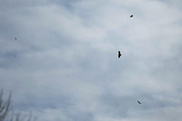 DSC_3925_edited