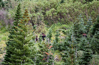 DSC_4747_edited - "There she is again! - Oh, wait!  That's a Bull!!"