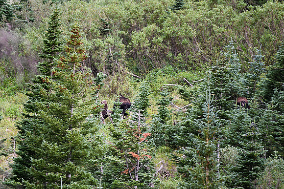DSC_4747_edited - "There she is again! - Oh, wait!  That's a Bull!!"