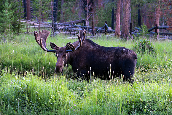 DSC_8338_edited