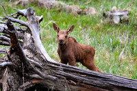 DSC_5521_edited-4x6