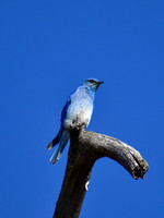 DSC_0339_edited