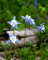 DSC_4834_edited-8x10-vert