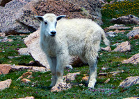 2017-07-16-Mountain Goat kid_edited
