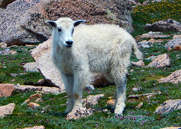 2017-07-16-Mountain Goat kid_edited