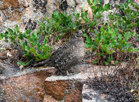 DSC_5346_edited-1