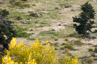 DSC_0776_edited-GK - Do you see what I see?  Black Bear - 2023-09-09