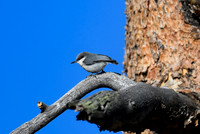 DSC_9029_edited - Pygmy Nuthatch