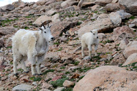 2017-07-16- Mountain Goats_edited