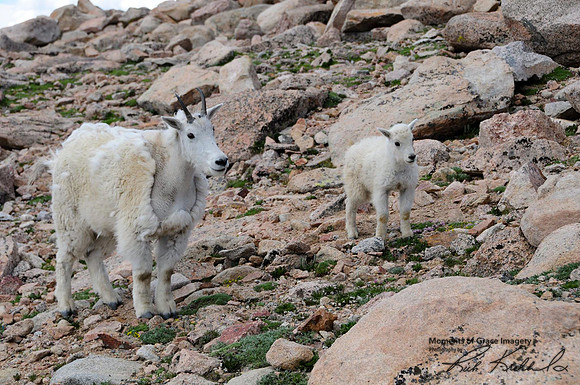 2017-07-16- Mountain Goats_edited