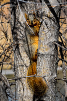 DSC_0406_edited - Red Squirrel - Poudre River