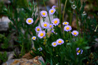 DSC_3060_edited