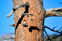 DSC_9023_edited - Pygmy Nuthatch pair caring for their little ones.