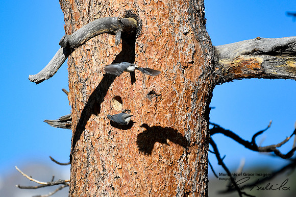 DSC_9023_edited - Pygmy Nuthatch pair caring for their little ones.