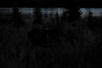 DSC_2252_edited - Walking a trail in the quiet of the morning.  Bull moose grazes in the willows.