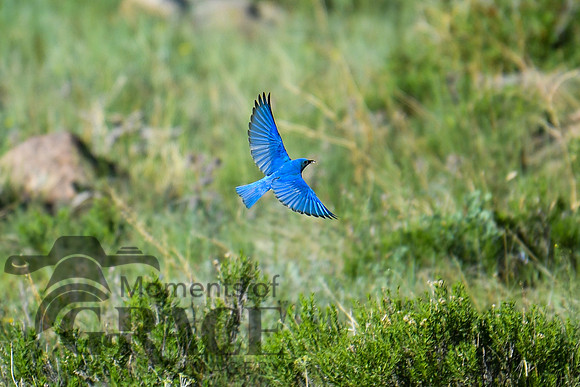 DSC_9294_edited - Mountain Bluebird (male) heading back to the nest with food for the babies.