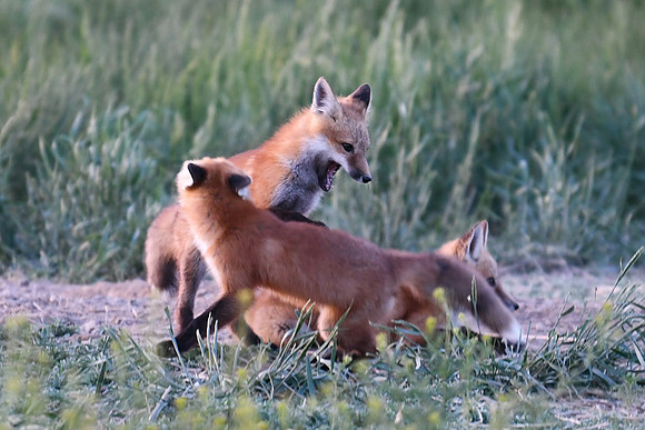 DSC_5773_edited