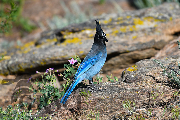 DSC_9404_edited - Steller Jay