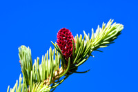 DSC_0569_edited - Norway Spruce
