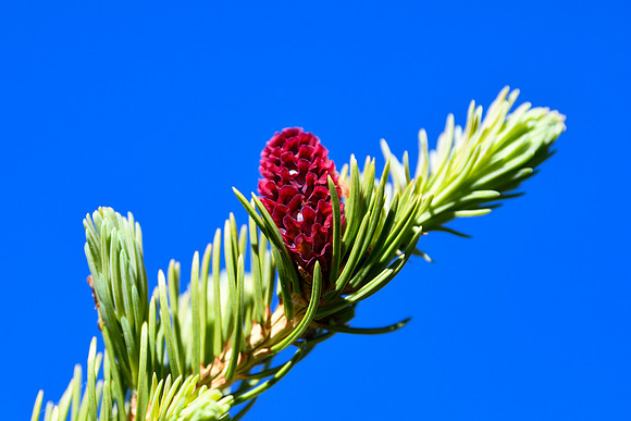 DSC_0569_edited - Norway Spruce