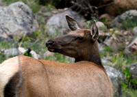 DSC_5344_edited-5x7