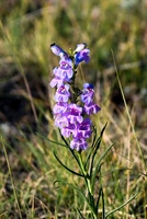 DSC_1818_edited - Bearded Sidebells Penstemon