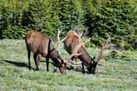 DSC_0693_edited